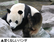 愛くるしいパンダ